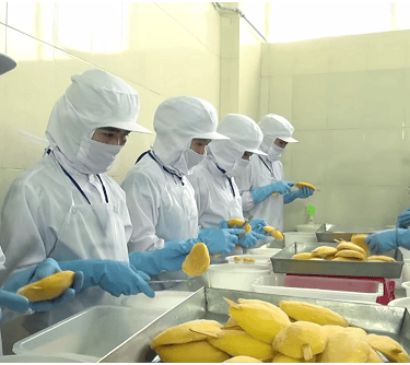 peeling and washing raw materials