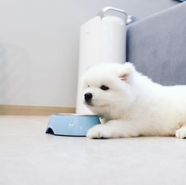 Samoyed puppies for sale in Charlotte, North Carolina