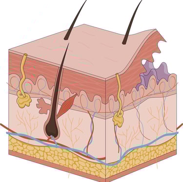 image of skin 