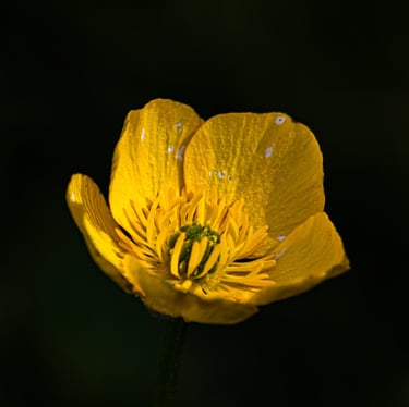 Macrophotographie