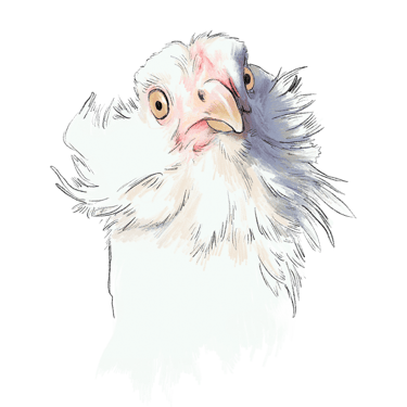 Emerald Arucanas, one of the heritage breeds laying our delicious and nutritious Orchard Eggs.