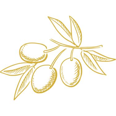 a branch of olives with olives on it