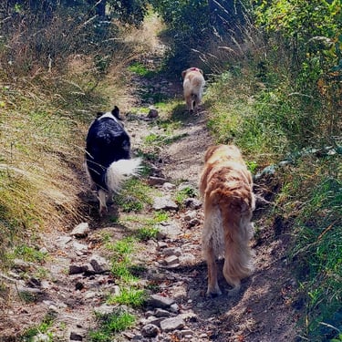 Trois chiens en train de se balader sur un chemin