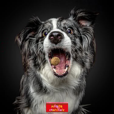 chien attrapant des friandises dogs catching treats