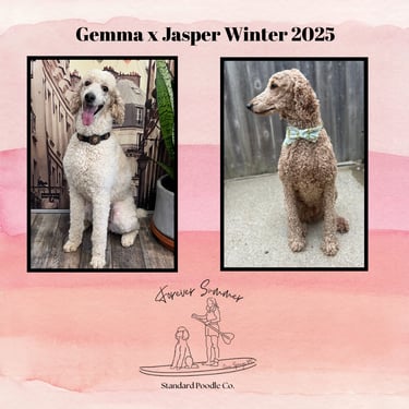 planned litter gemma jasper