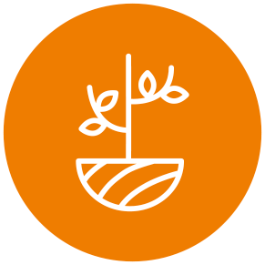 messa a dimora di alberi giovani