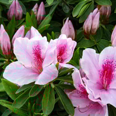 pink-red blooms blooming on a small Azalea bush