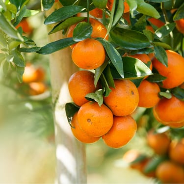 Freshly Squeezed Unpasteurized Juice