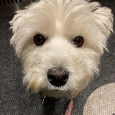A white dog sitting