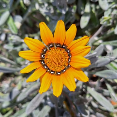 a orange Treasure Flower with yellow middle