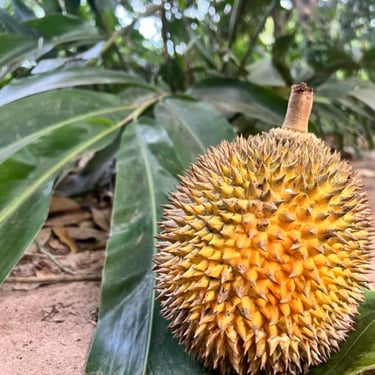 Durian fruit at Zanzibar spice farm tour – exotic tropical fruit experience in Tanzania
