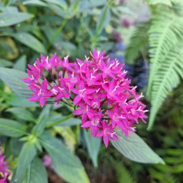 pink flower clusters with green leaves