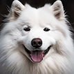 happy samoyed head