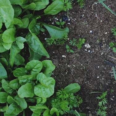compost implemented in plants