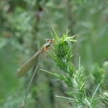 Leste observée dans le cadre d'un diagnostic écologique