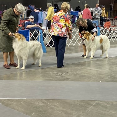9 to 12 month, White Collie Puppy Dogs, BPUP, Nebraska PVKC