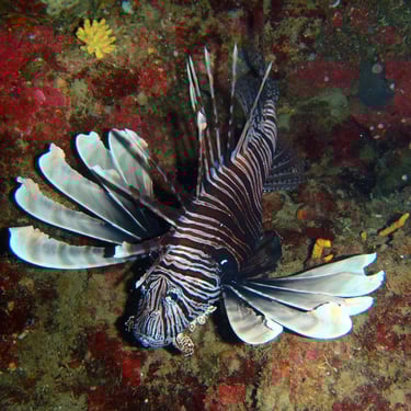 Lionfish control
