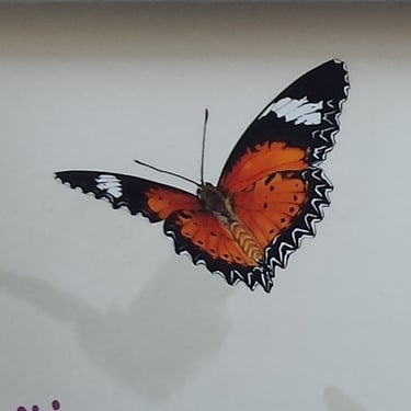 Détail d'une fresque murale extérieure: un beau papillon orangé vole. Lons-le-Saunier, Jura, 39.