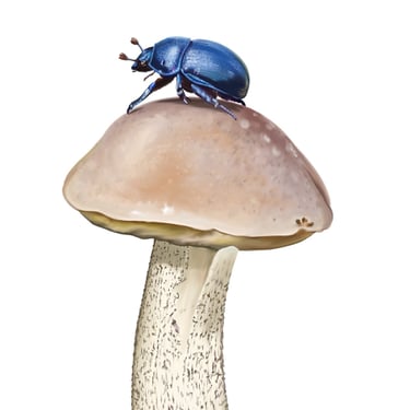 Leccinellum griseum illustration dung beetle