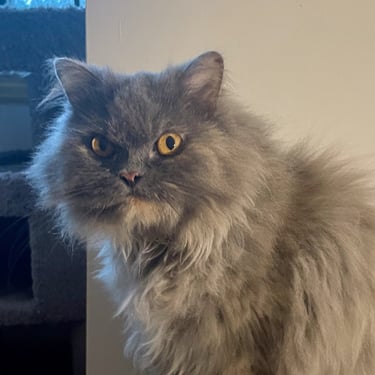 Viola - Female Persian