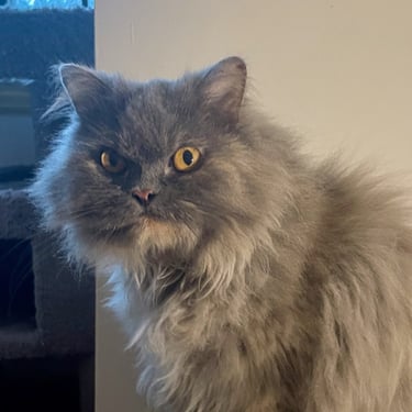 Viola - Female Persian
