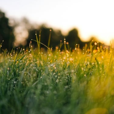 Kiemai.lt profesionalus vejos įrengimas