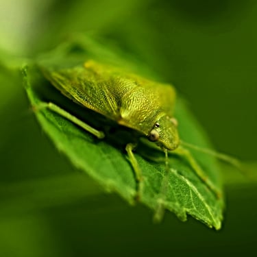 Shield Bugs - Warning, they eat houseplants!