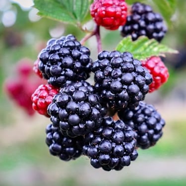 Blackberries