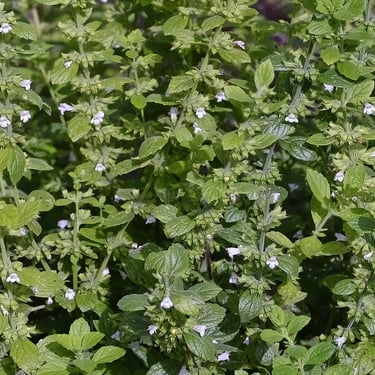 a lot of green herbs with small white flowers