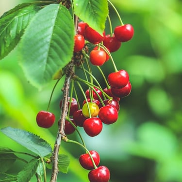 Cherries