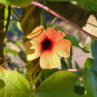 Nasturtiums