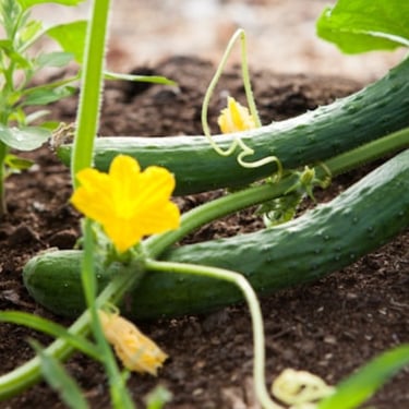 Cucumbers