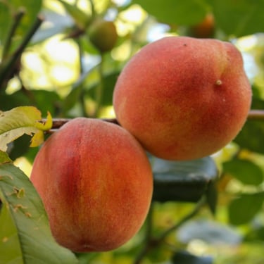 Peaches