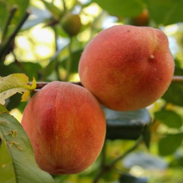 Peaches