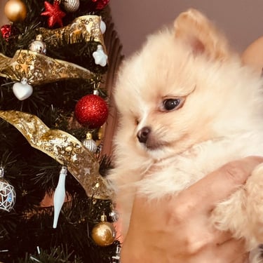 cachorro pomerania buenos aires
