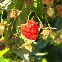 Raspberries