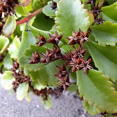 a small plant with dead flowers