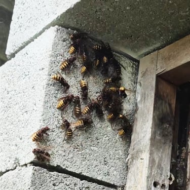 frelon européens St Médard