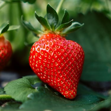 Strawberries
