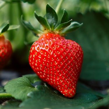 Strawberries