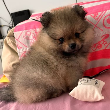 venta perro pomerania buenos aires