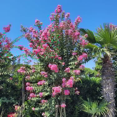a tall hedge bush with light flowers named Crapemyrtle