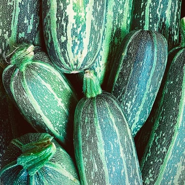 Zucchini