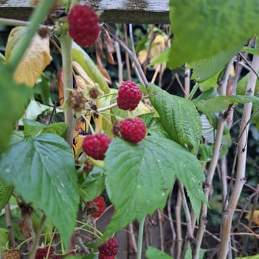a Raspberry bush with red berries