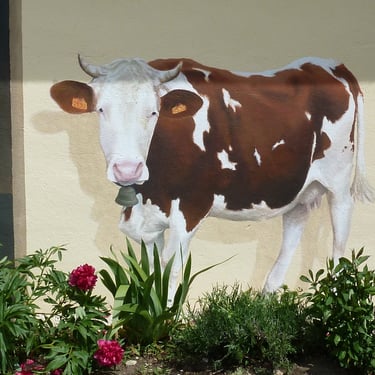 Détail d'un trompe-l'oeil sur façade: une vache Montbéliarde avec cornes et cloche. Echailla, Jura.