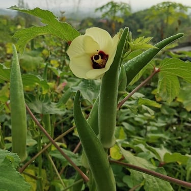 Okra