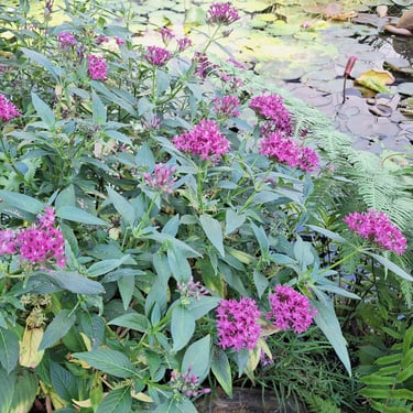 the Egyptian Starcluster flower bush