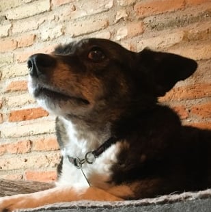 Un chien de type berger couché sur son coussin avec un mur de briques dans le fond