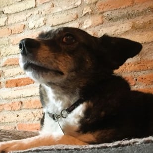 Un chien de type berger couché sur son coussin avec un mur de briques dans le fond