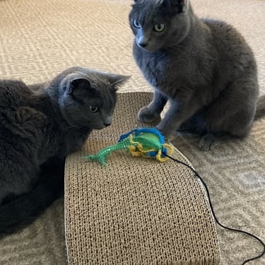 Two gray cats playing with a toy